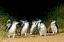 The stars of the show - the Little Penguins