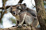 Koala spotting in the Great Otway National Park