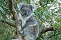 Koala Conservation Centre