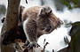 View koalas at Moonlit Sanctuary