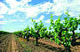 See the Grape Vines of Margaret River